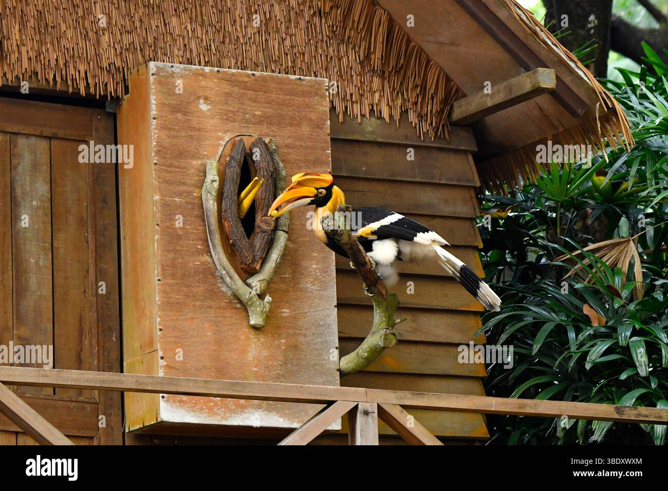 Grande corno indiano o grande corno becco in Jurong Bird Park, Singapore, Asia. Foto Stock
