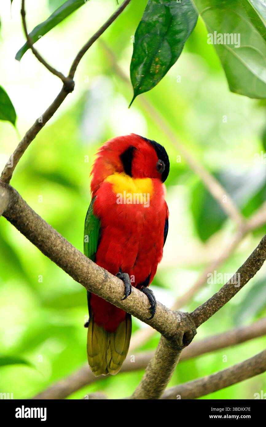 Red Lorikeet, Jurong Bird Park, Singapore, Asia. Foto Stock