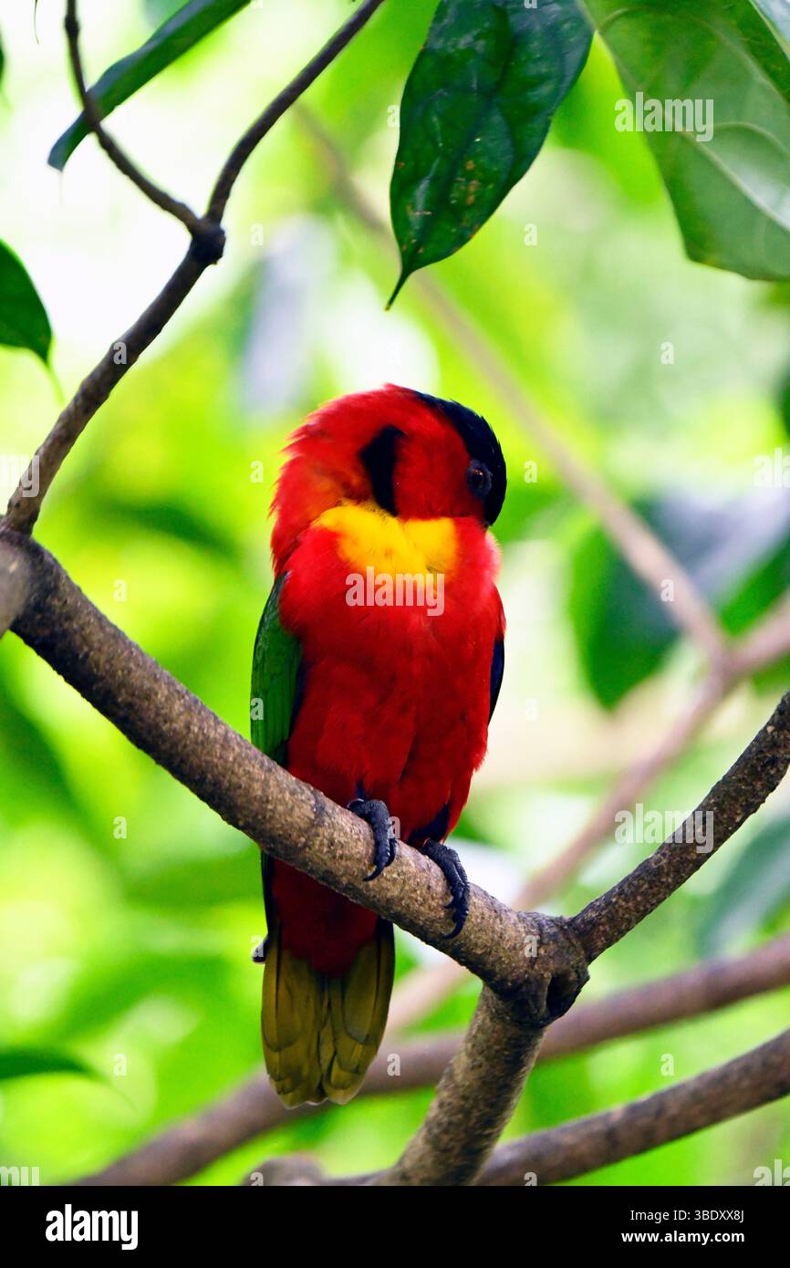 Red Lorikeet, Jurong Bird Park, Singapore, Asia. Foto Stock