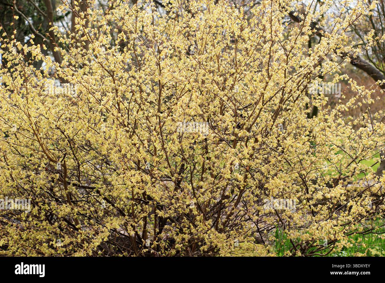 Corylopsis pauciflora. Buttercup strega fiori di nocciola all'inizio della primavera. REGNO UNITO Foto Stock