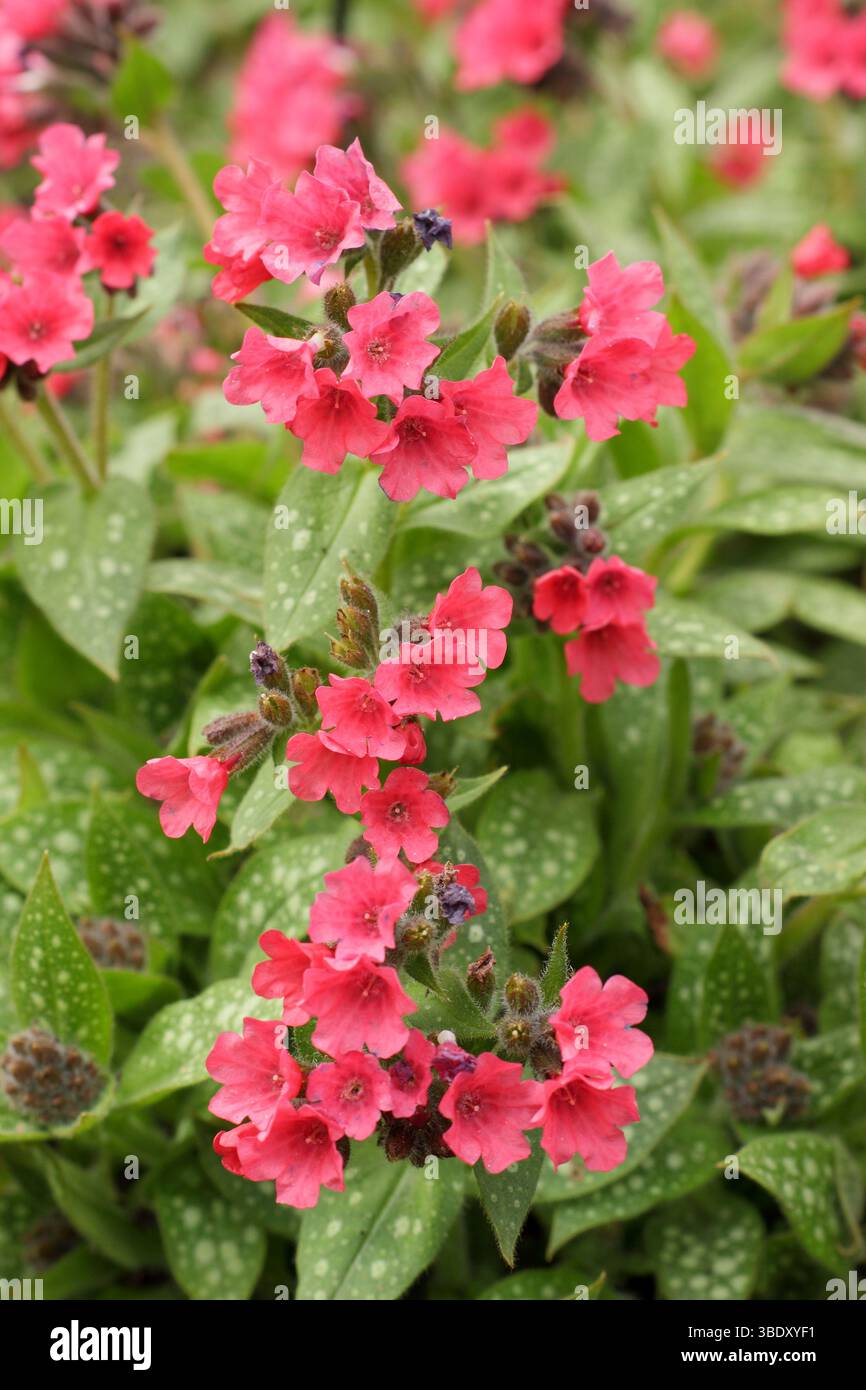 Gamberetti Pulmonaria sull'erba di Barbie, erbacea perenne ricoperta dal terreno con fiori rosa di gamberi in primavera. REGNO UNITO Foto Stock