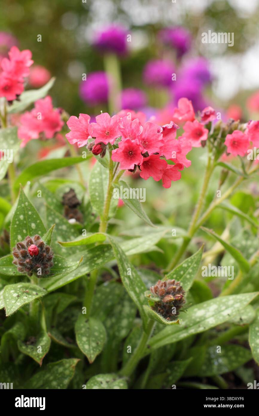 Gamberetti Pulmonaria sull'erba di Barbie, erbacea perenne ricoperta dal terreno con fiori rosa di gamberi in primavera. REGNO UNITO Foto Stock