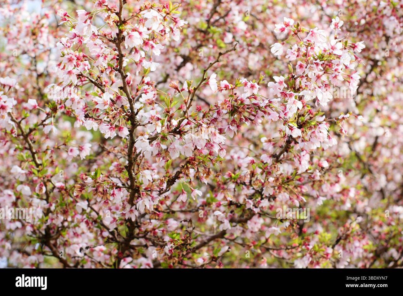 Prunus incisa Kojo no mai ciliegia fiorita. Fioritura primaverile di un piccolo albero di ciliegio "Kojo-no-mai", o ciliegio Fuji. REGNO UNITO Foto Stock