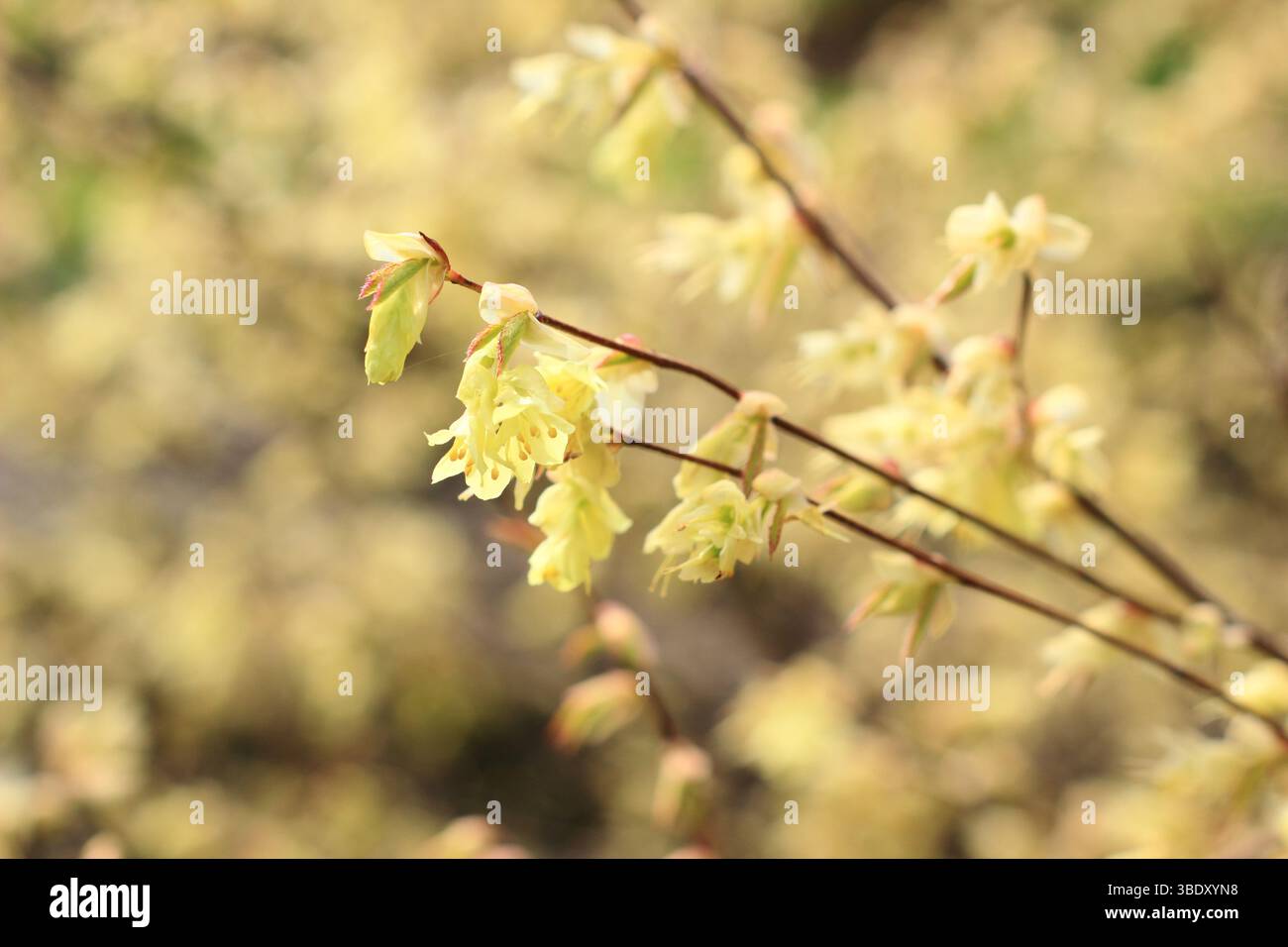 Corylopsis pauciflora. Buttercup strega fiori di nocciola all'inizio della primavera. REGNO UNITO Foto Stock