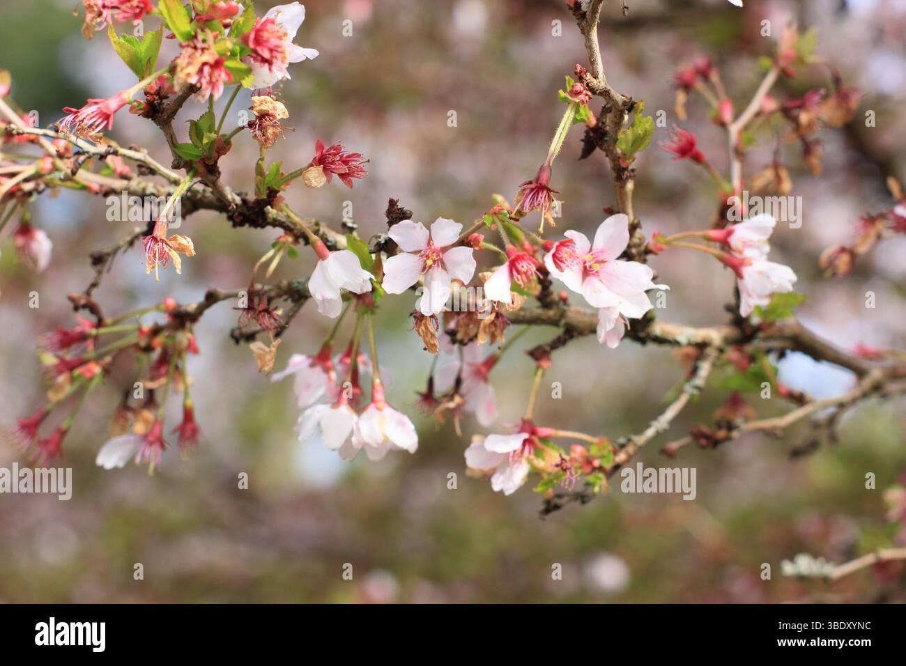 Prunus incisa Kojo no mai ciliegia fiorita. Fioritura primaverile di un piccolo albero di ciliegio "Kojo-no-mai", o ciliegio Fuji. REGNO UNITO Foto Stock