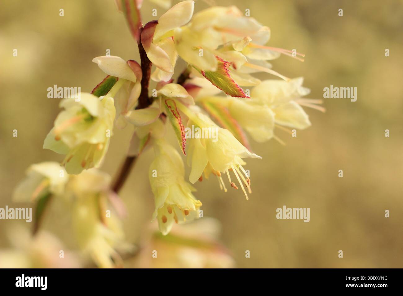 Corylopsis pauciflora. Buttercup strega fiori di nocciola all'inizio della primavera. REGNO UNITO Foto Stock