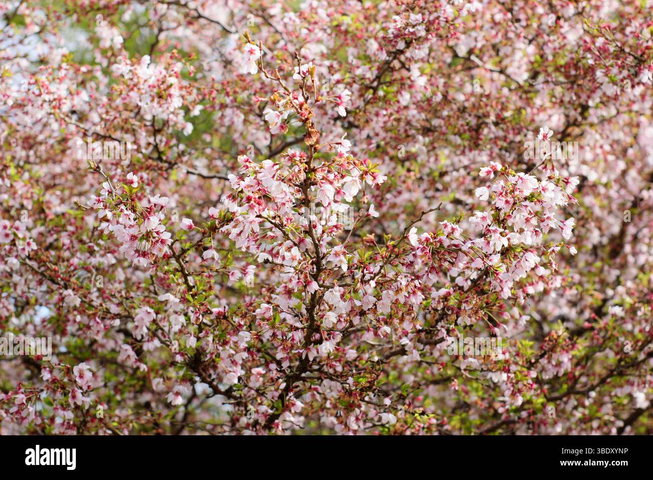 Prunus incisa Kojo no mai ciliegia fiorita. Fioritura primaverile di un piccolo albero di ciliegio "Kojo-no-mai", o ciliegio Fuji. REGNO UNITO Foto Stock