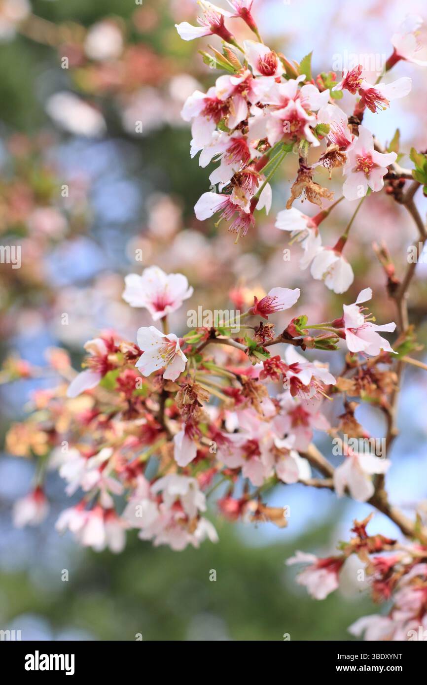Prunus incisa Kojo no mai ciliegia fiorita. Fioritura primaverile di un piccolo albero di ciliegio "Kojo-no-mai", o ciliegio Fuji. REGNO UNITO Foto Stock