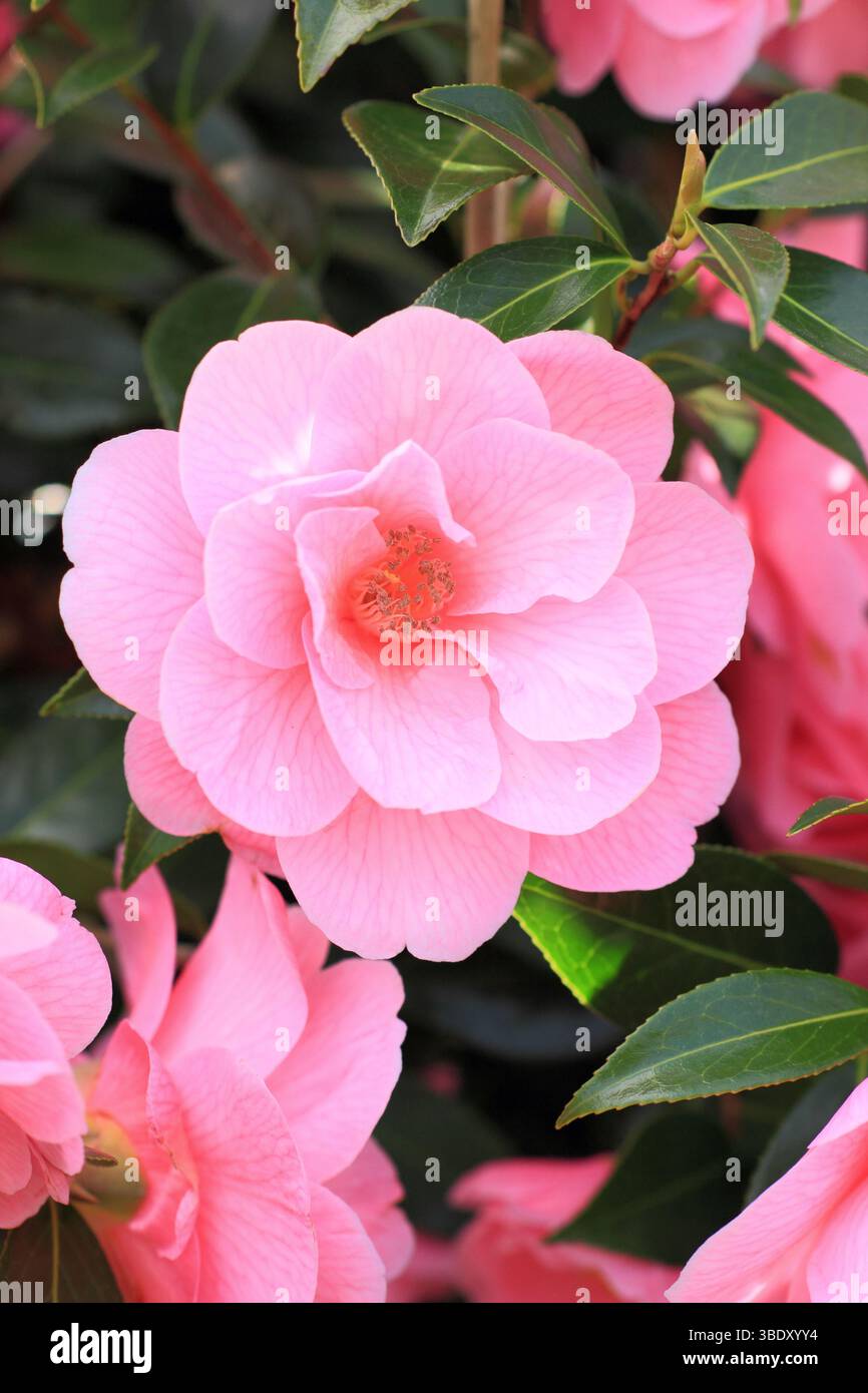 Donazione di camelie x williamsii, fiori semi doppi rosa in primavera. I fiori appaiono dalla fine dell'inverno. REGNO UNITO Foto Stock