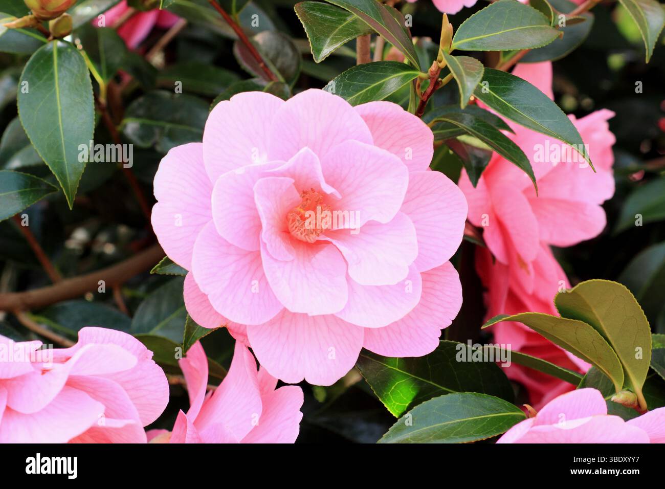 Donazione di camelie x williamsii, fiori semi doppi rosa in primavera. I fiori appaiono dalla fine dell'inverno. REGNO UNITO Foto Stock