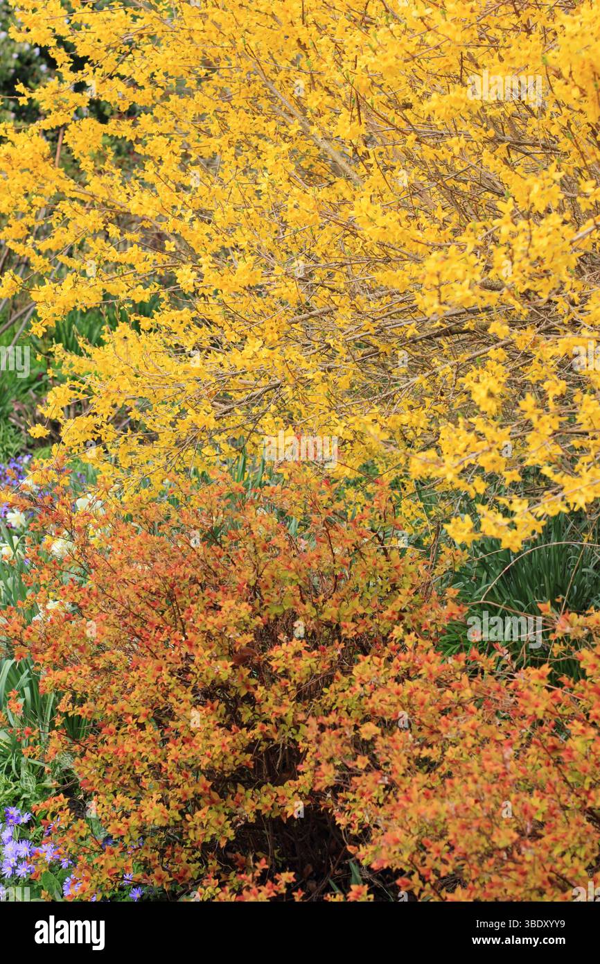Forsythia e Spiraea japonica Magic Carpet arbusto piantato con Pulmonaria Lewis Palmer e narciso in un vivace giardino primaverile. REGNO UNITO Foto Stock