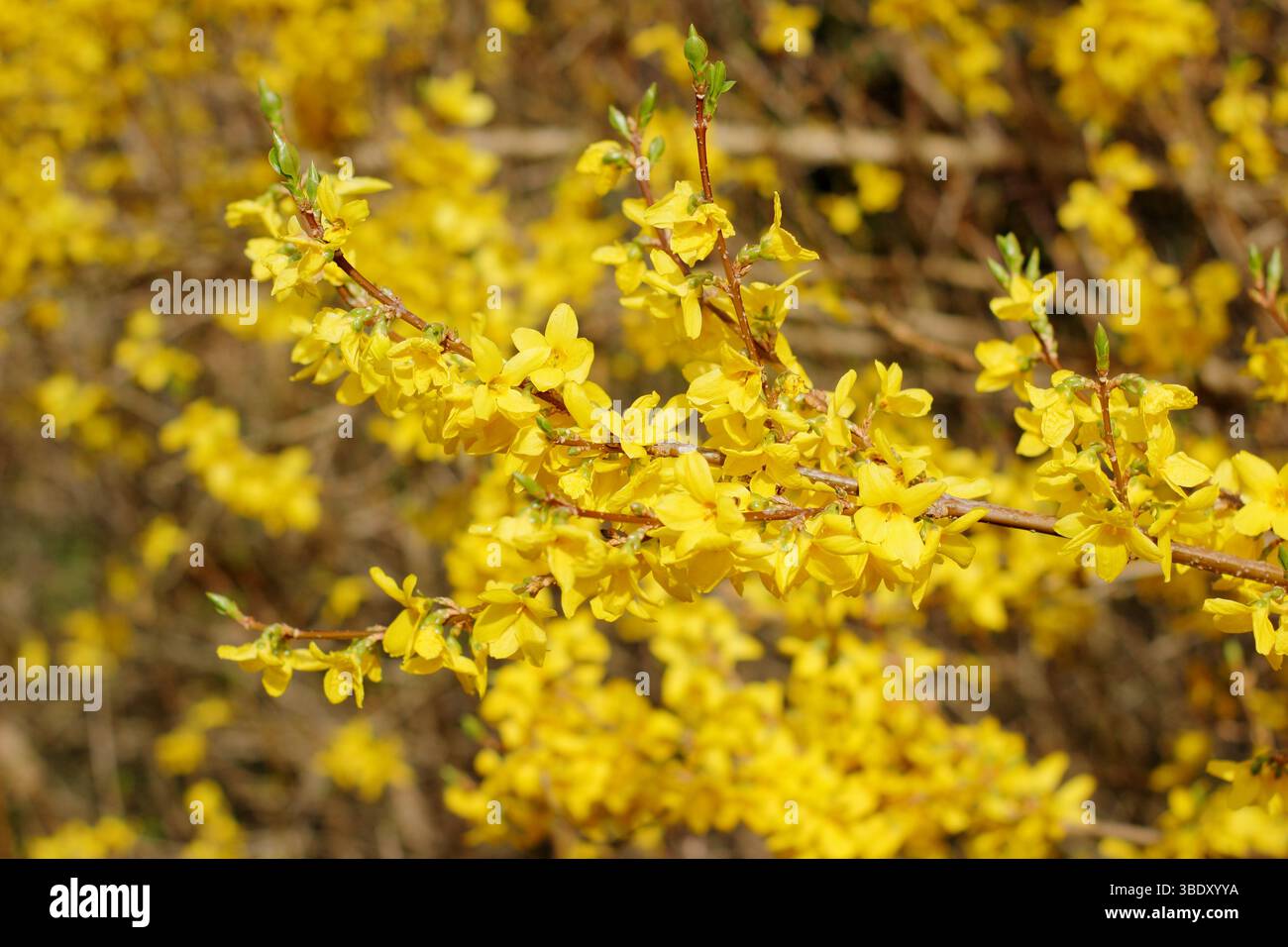 Fioriture gialle vibranti di Forsythia in primavera. REGNO UNITO Foto Stock