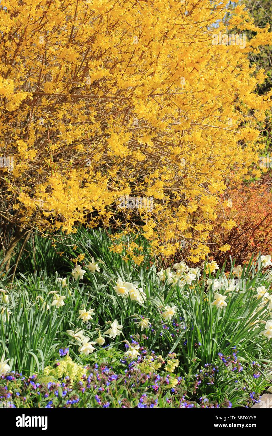 Albero di Forsythia con narcisi, Pulmonaria Lewis Palmer e Spiraea japonica Magic Carpet in un vivace giardino primaverile. REGNO UNITO Foto Stock