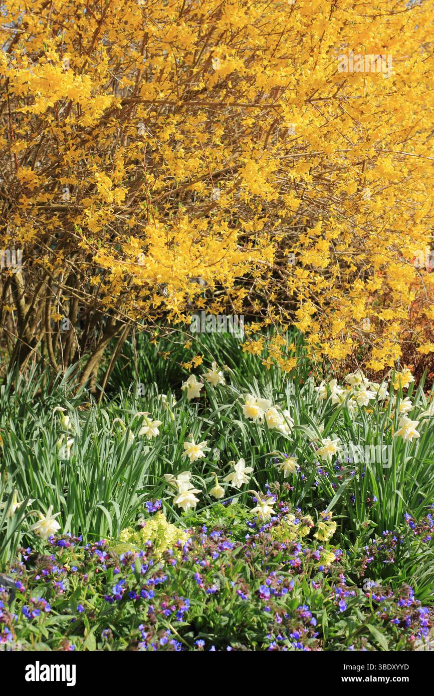 Albero di Forsythia sottobosco con narcisi, primrose e Pulmonaria Lewis Palmer in un vivace giardino primaverile. REGNO UNITO Foto Stock