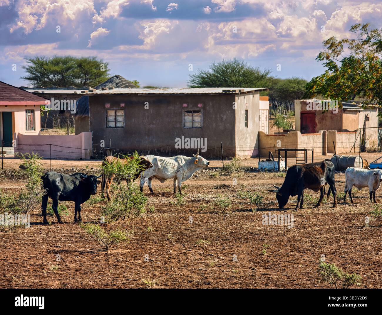 Bestiame che pascolava vicino alle case, villaggio africano tradizionale in Sud africa, capanna povertà, nessuna gente Foto Stock