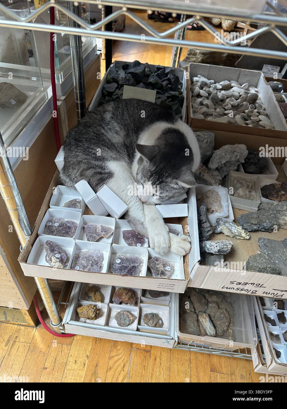 Un gatto che dorme su una scatola di rocce su uno scaffale di un negozio di pietre. Foto Stock