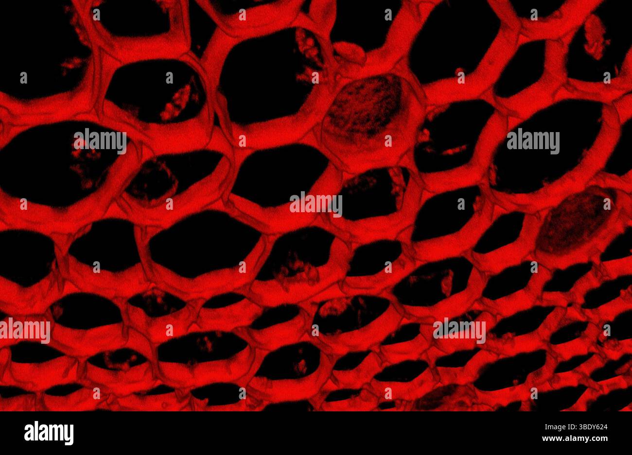 Microscopio confocale immagini e fotografie stock ad alta risoluzione ...