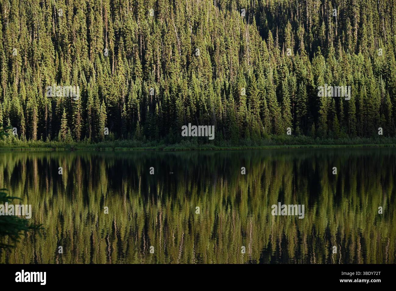 Si riflette sul lac de Jack of Clubs vicino al sito storico di Bakerville, British Columbia, Canada. Foto Stock