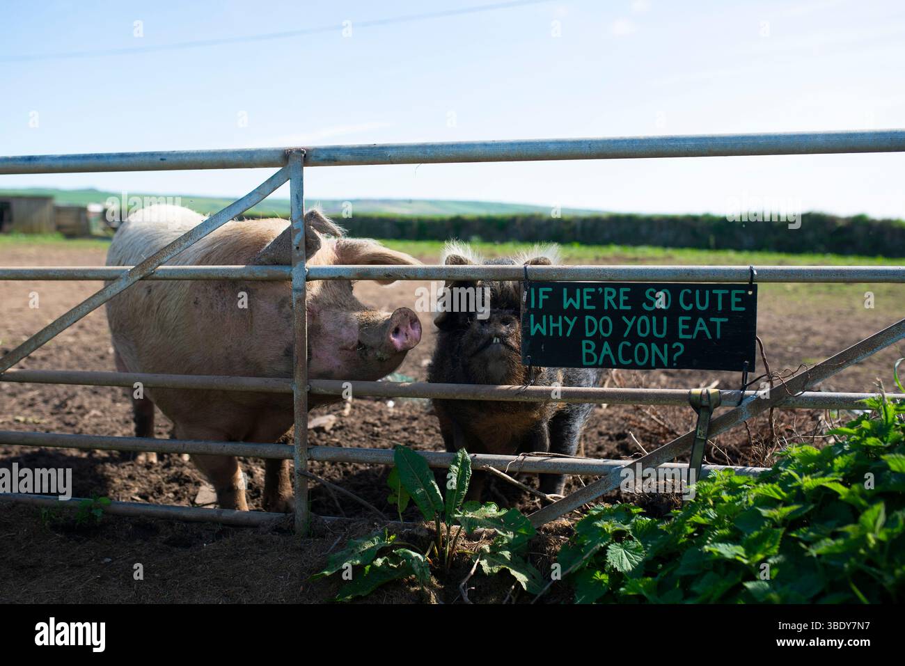 Due maiali salvati stanno dietro un cancello di campo con un cartello umoristico che chiede: "Se siamo così carini, perché mangi la pancetta?" promuovere i diritti degli animali e il veganismo Foto Stock