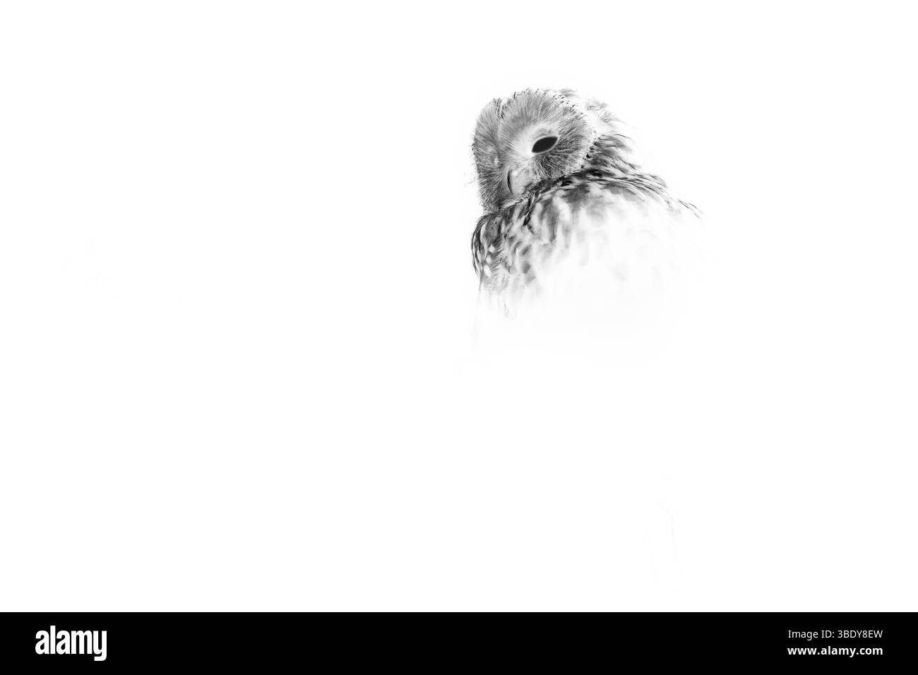 Gufo di Urale che poggia su un ramo di albero in una foresta mista. Conosciuto per il suo volo silenzioso e il suo richiamo profondo, questo grande gufo abita il bosco europeo e asiatico Foto Stock