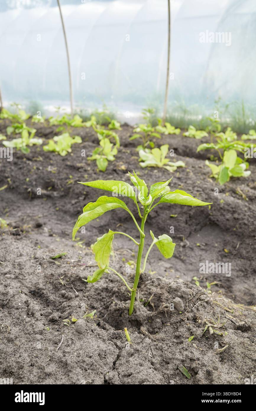 Verdure in una piantagione di serra biologica, concentrazione selettiva. Foto Stock