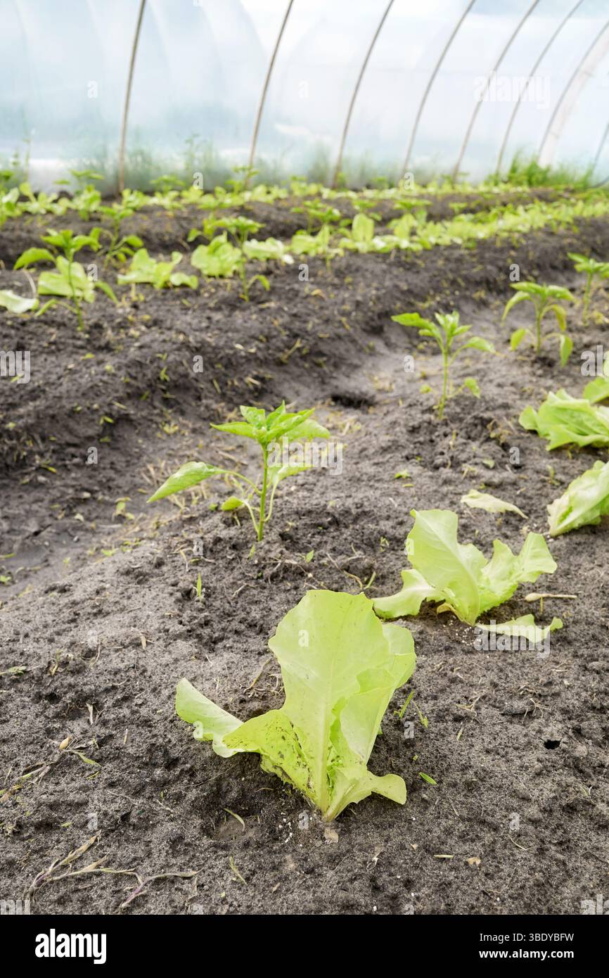 Verdure in una piantagione di serra biologica, concentrazione selettiva. Foto Stock