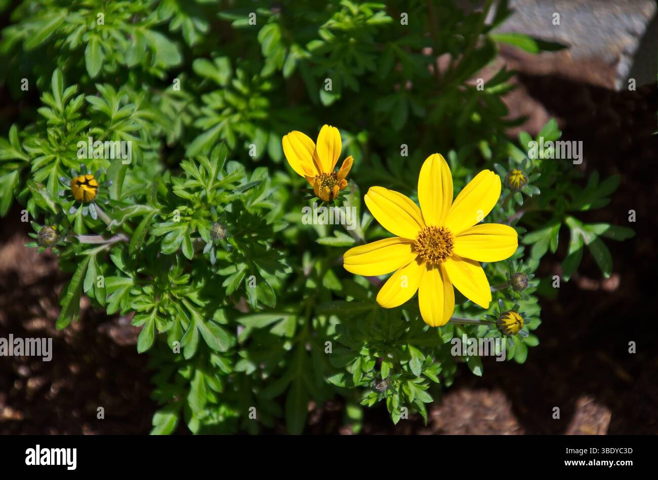 bidens in fiore, fiori gialli nel giardino, Sofia, Bulgaria Foto Stock