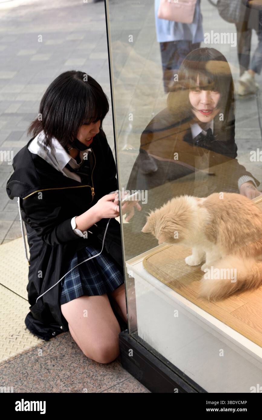 Negozio di animali domestici con cuccioli in vendita, quartiere Asakusa, Tokyo, Giappone, Asia. Foto Stock