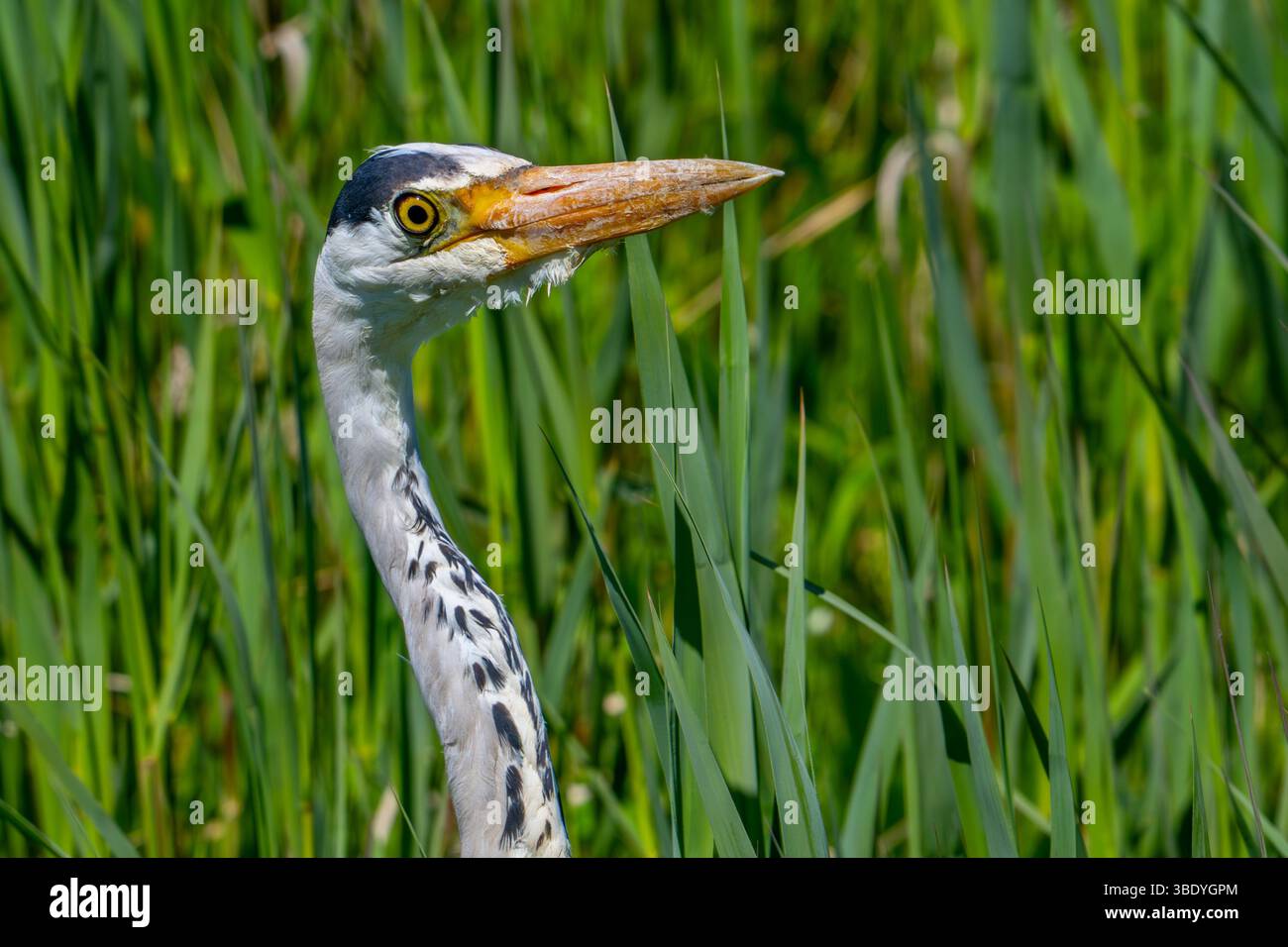 Airone grigio (Ardea cinerea) ritratto ravvicinato di un adulto in primavera Foto Stock