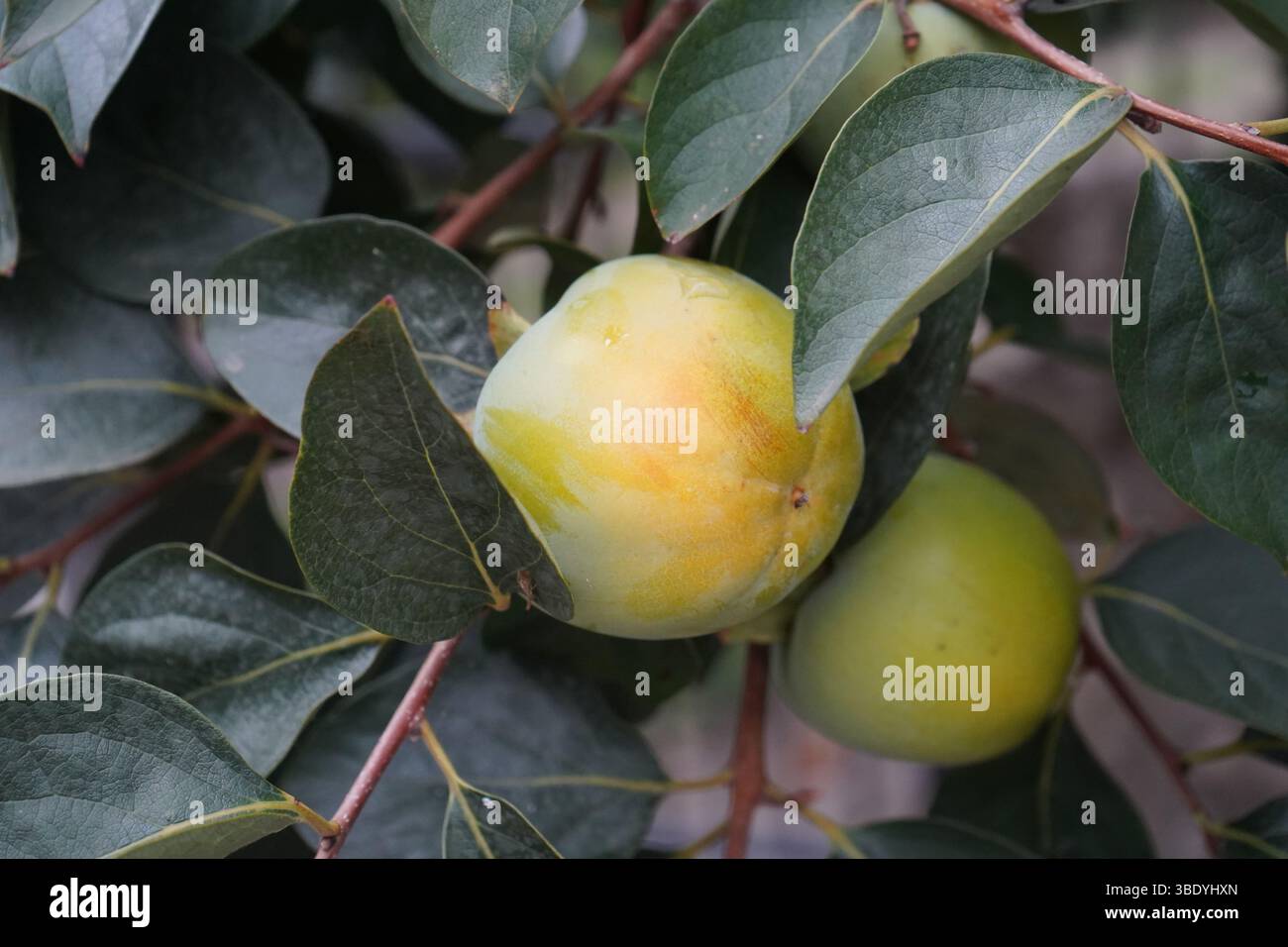 Diospyros kaki, il cachi orientale, il cachi cinese, il cachi giapponese o il cachi kaki sono le specie più coltivate in Cina e in Giappone. Foto Stock