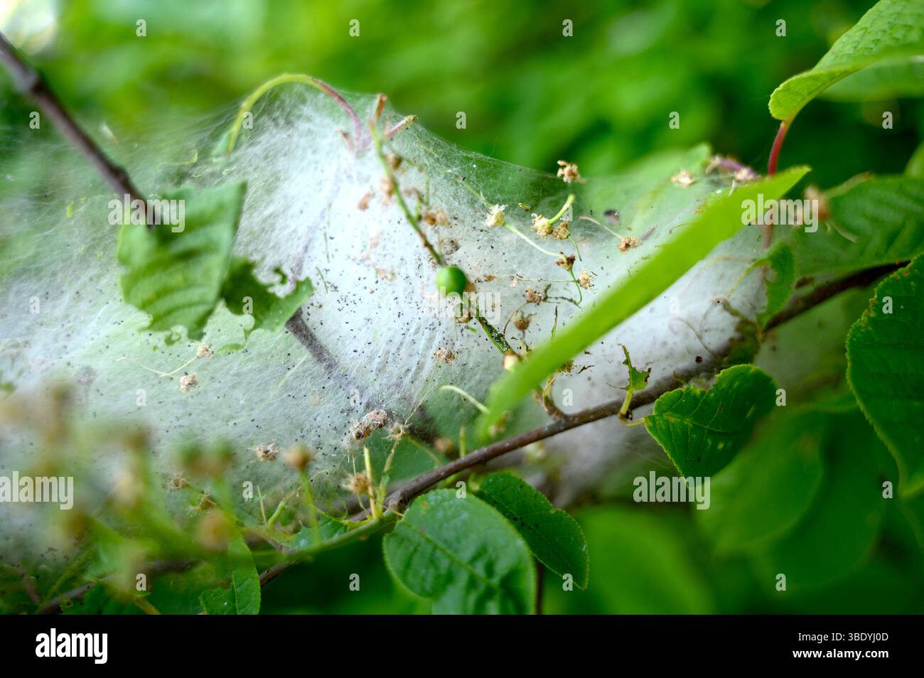 Uova di ermellino di ciliegio-uccello Yponomeuta evonymella tra foglie verdi in estate Foto Stock