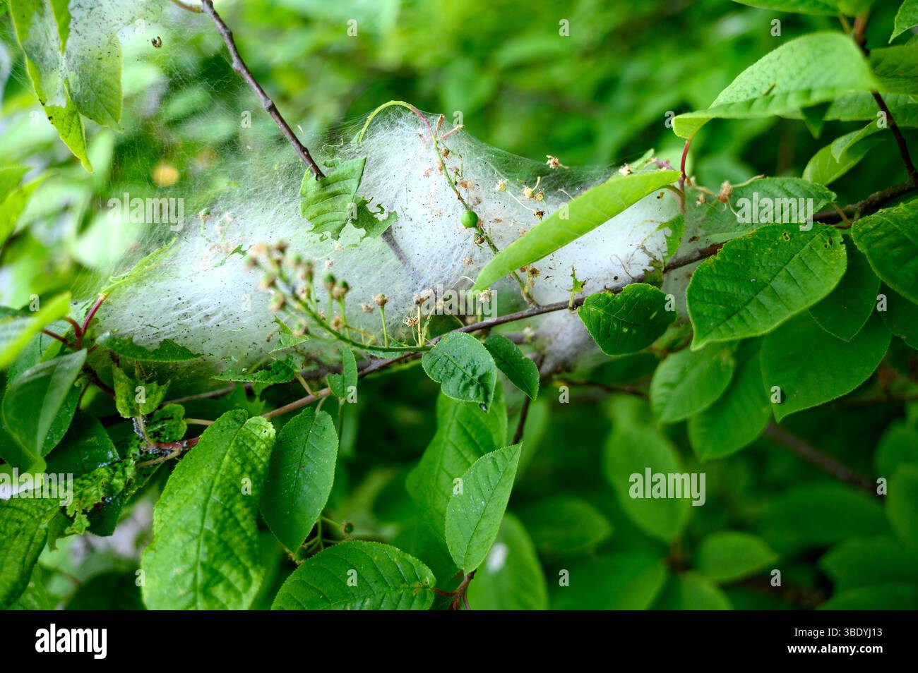 Uova di ermellino di ciliegio-uccello Yponomeuta evonymella tra foglie verdi in estate Foto Stock