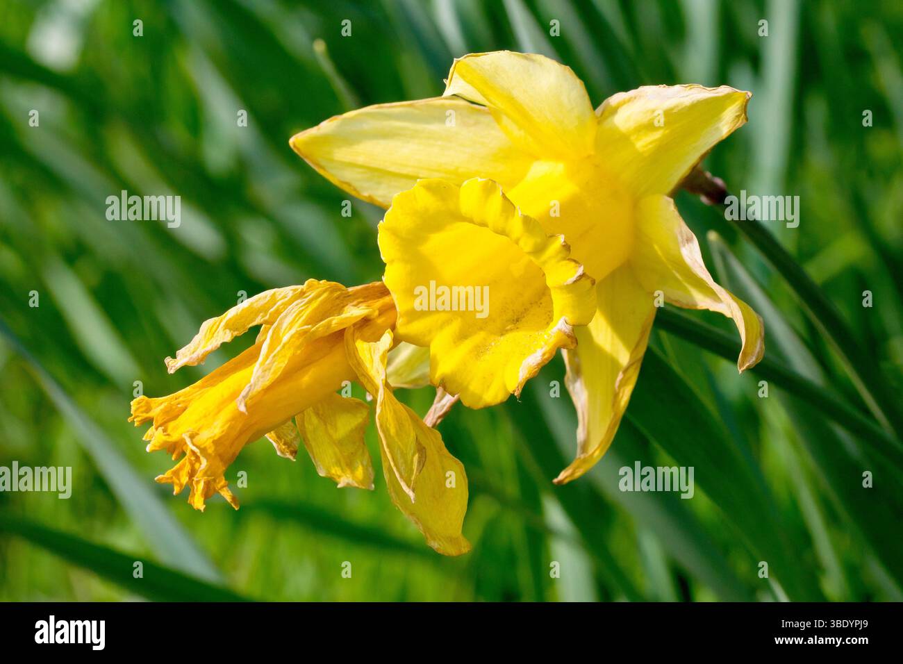 Daffodil (narcissus pseudonarcissus), primo piano di due fiori morti o morenti isolati, i petali appassiti e strisciati al sole primaverile. Foto Stock