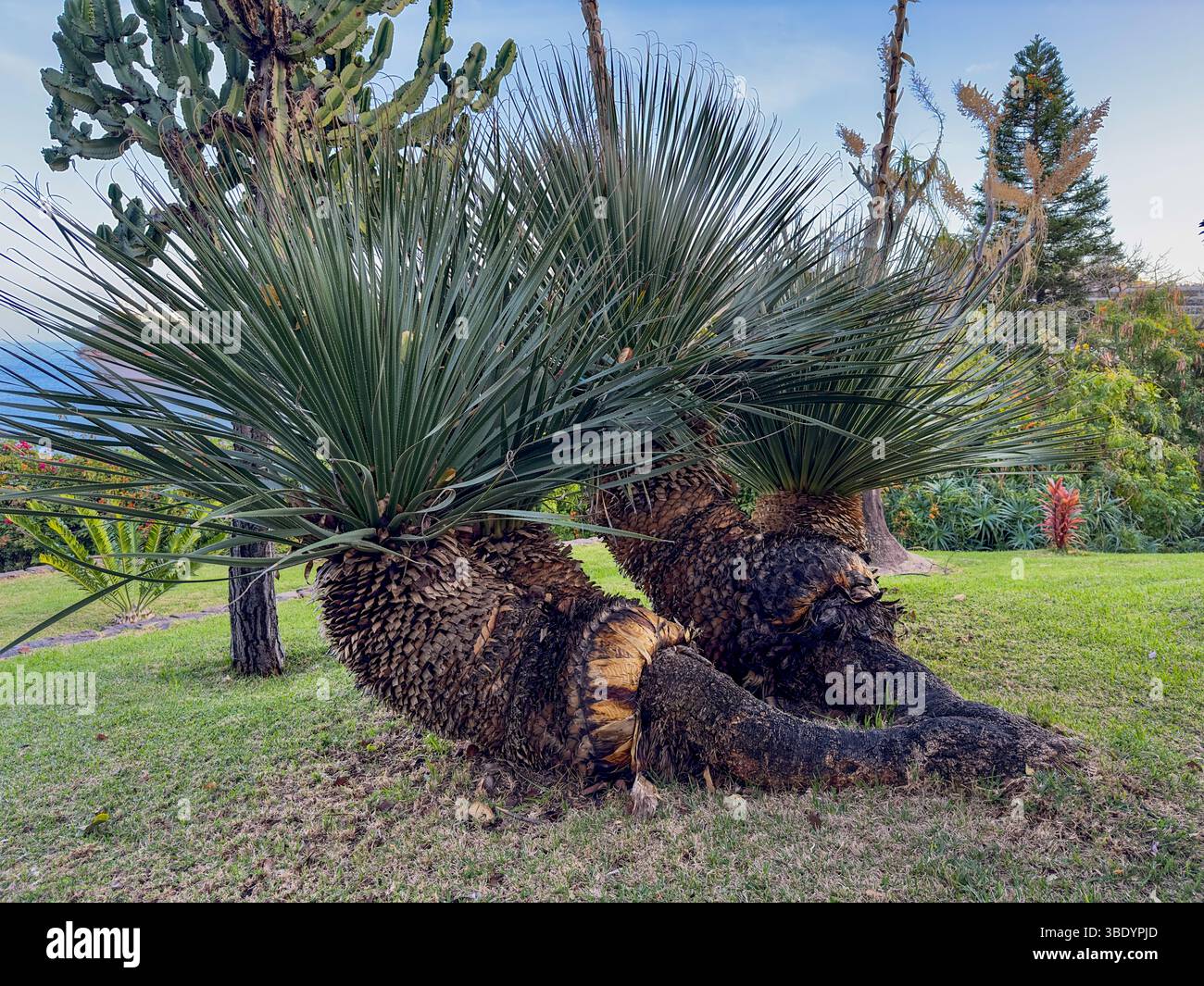 Drachenbaum (Dracaena draco) mit ungewöhnlichem Wuchs im botanischen Garten auf Madeira Foto Stock