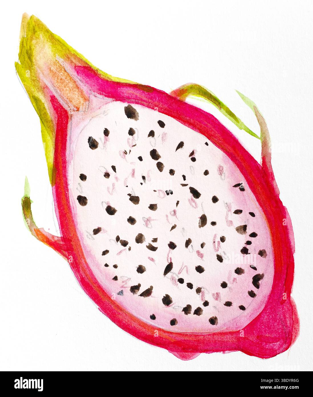 Illustrazione botanica della frutta del drago dell'acquerello. Pitture pitaya esotiche tropicali disegnate a mano. Disegno di cibo dolce. Metà Pitahaya Foto Stock