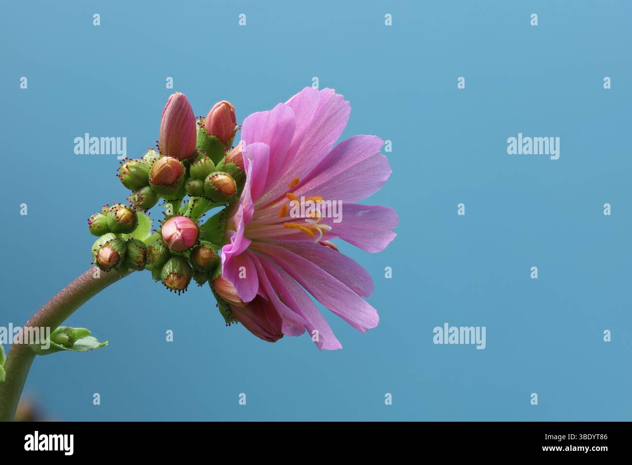 Primo piano di Lewisia cotyledon, specie di piante in fiore con un fiore e boccioli. Foto con la massima profondità di campo su sfondo azzurro. Foto Stock