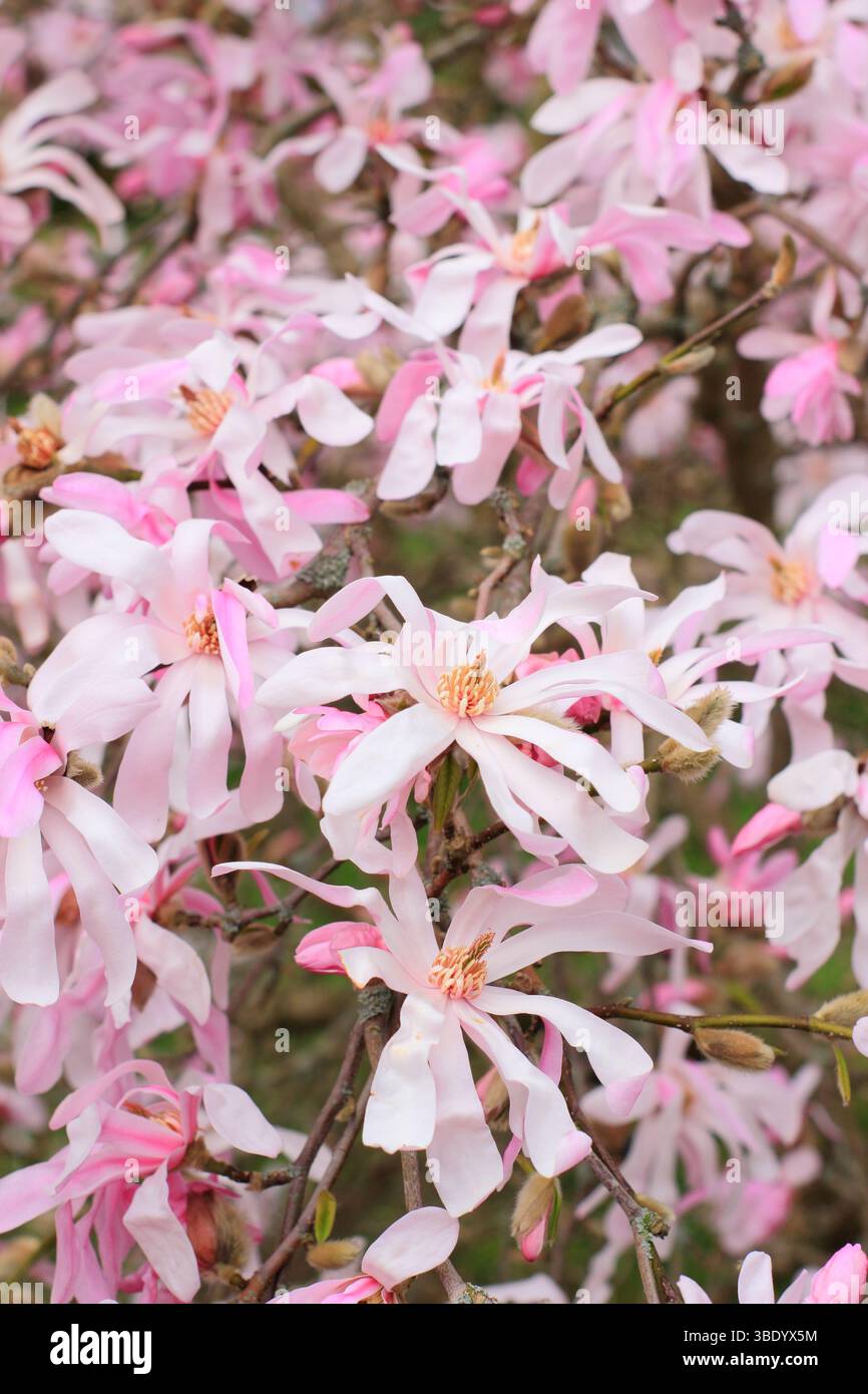 Magnolia x loebneri Leonard Messel arbusto deciduo, piccolo albero che mostra i caratteristici fiori rosa in primavera. REGNO UNITO Foto Stock