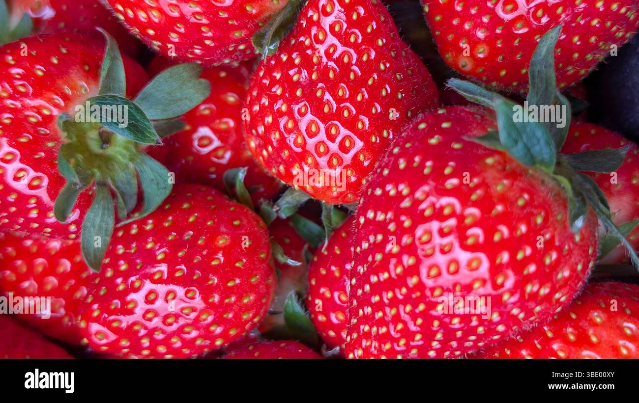 Foto macro di fragole rosse mature con gambi verdi. Consistenza di frutta fresca ideale per temi alimentari, nutrizionali, agricoli o estivi. Foto Stock