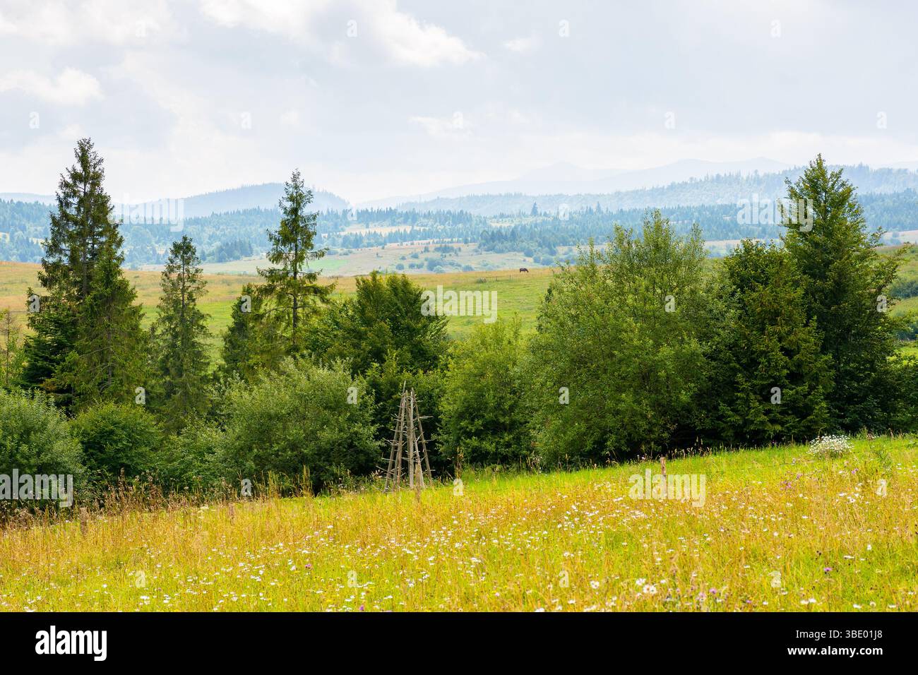 foresta sulla collina verde. paesaggio di campagna in estate Foto Stock