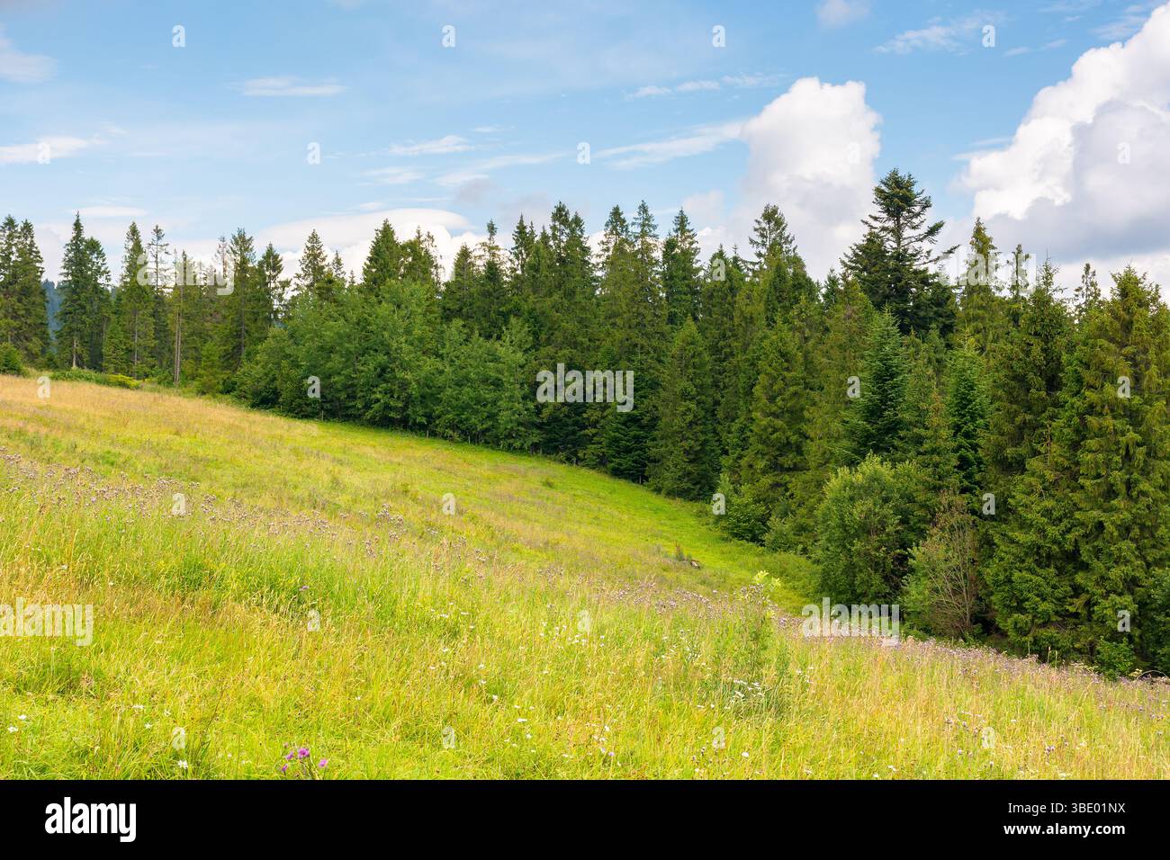 foresta sulla collina verde. paesaggio di campagna in estate Foto Stock