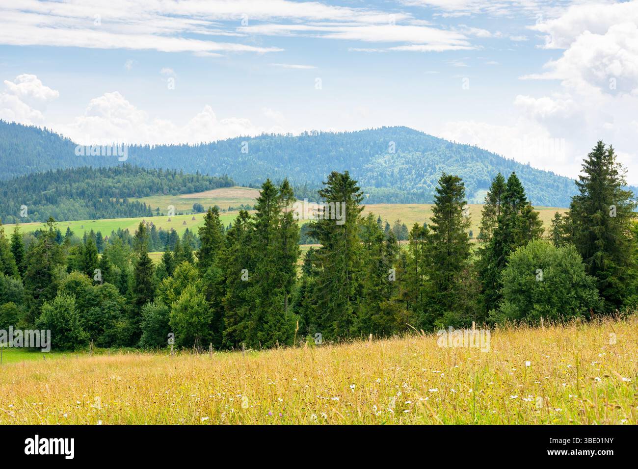 foresta sulla collina verde. paesaggio di campagna in estate Foto Stock