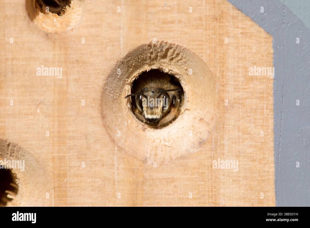 Il Bumble Bee si affaccia sul Bee Hotel Foto Stock