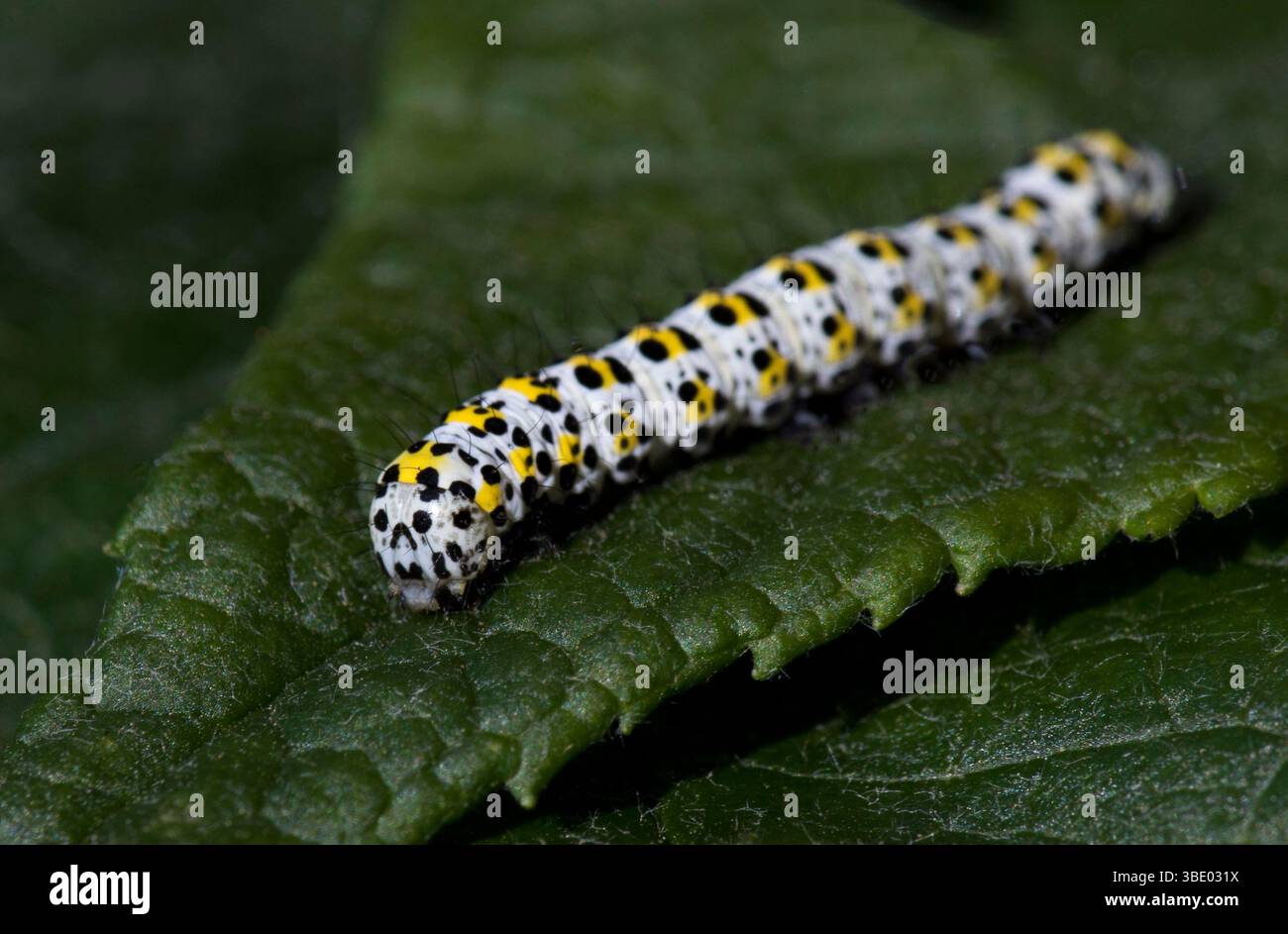 Mullein moth caterpillar Foto Stock