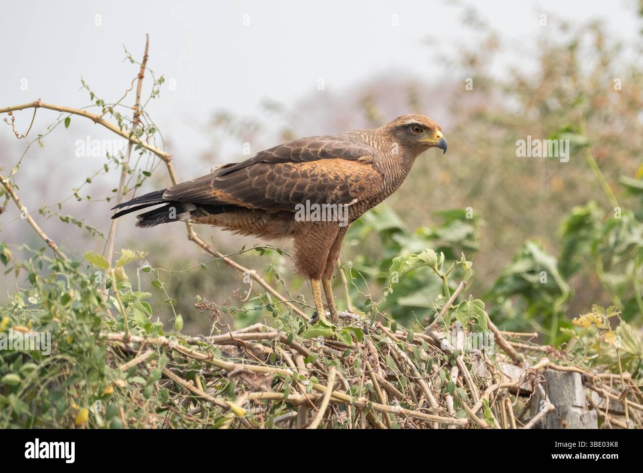 Savana Hawk (Buteogallus meridionalis) arroccato nelle zone umide del Pantanal in Brasile. Foto Stock