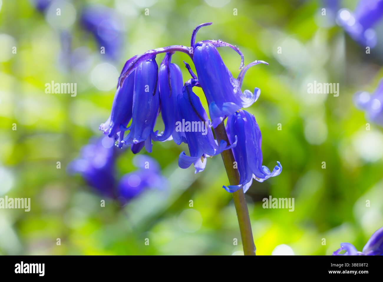 Campane nativo irlandese 'Hyacinthoides non-scripta', macro primo piano di petali a forma di campana blu in un luminoso sole. Dublino, Irlanda Foto Stock