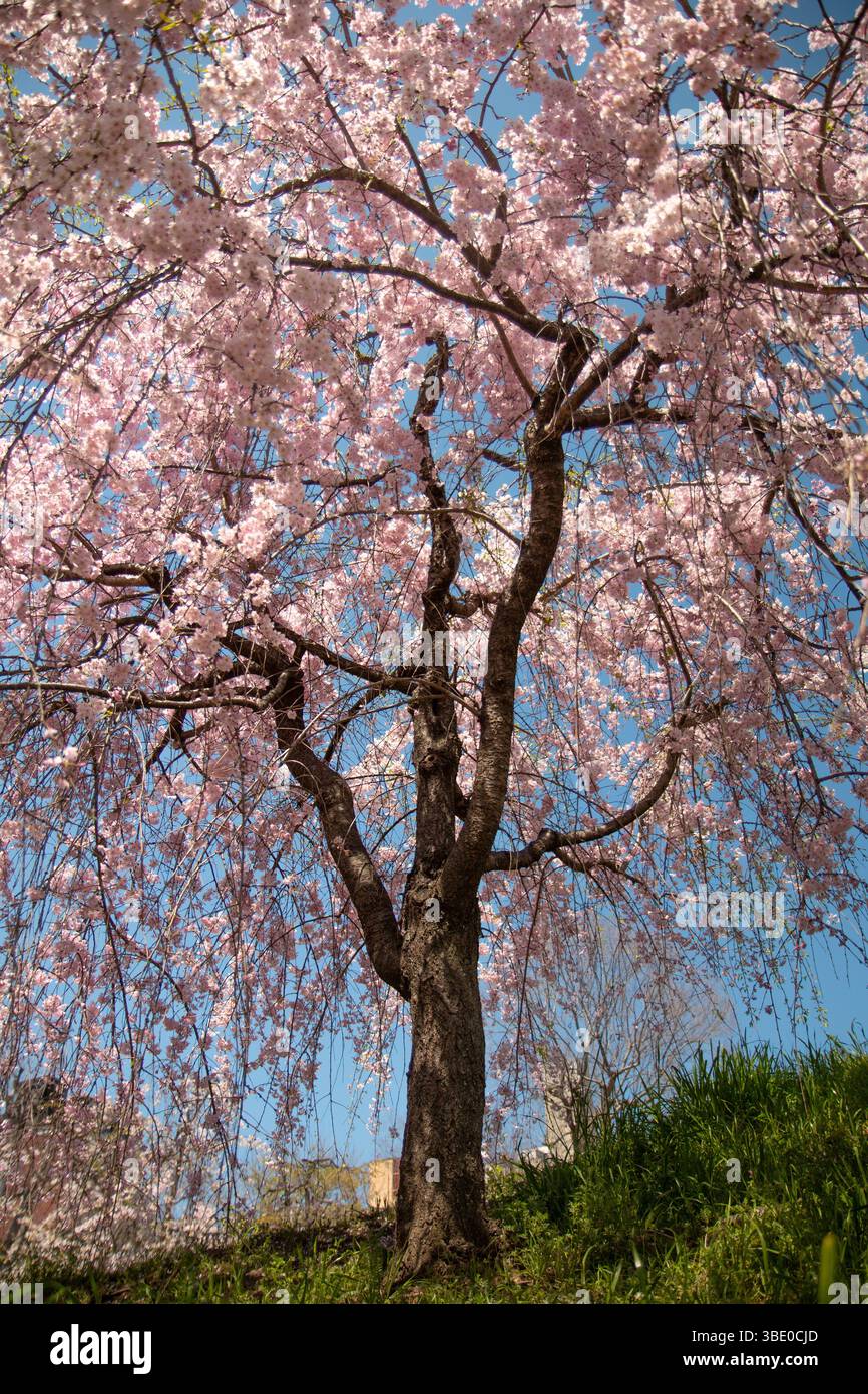Ciliegi piangenti in piena fioritura in piedi su un pendio erboso sotto un cielo primaverile limpido a Kyoto, in Giappone Foto Stock