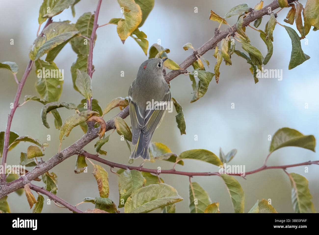 La corona rossa di un kinglet con corona rubina (Corthylio calendula) può essere vista mentre si muove rapidamente lungo un ramo. Foto Stock
