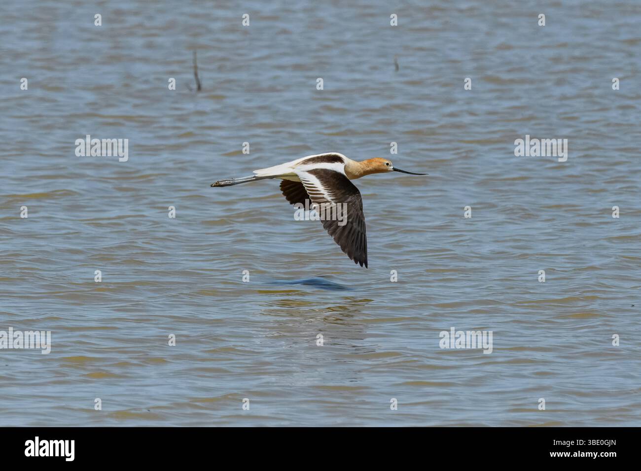 Un'avocet americana (Recurvirostra americana) in nidificazione plumage vola in basso su un corpo d'acqua. Foto Stock