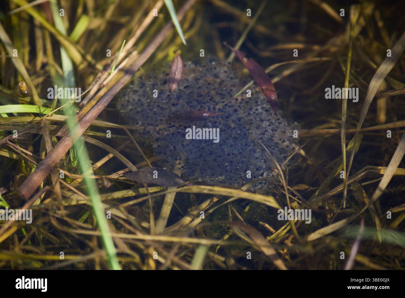 Gruppo di uova di rana primaverile che si sviluppano in acqua limpida Foto Stock