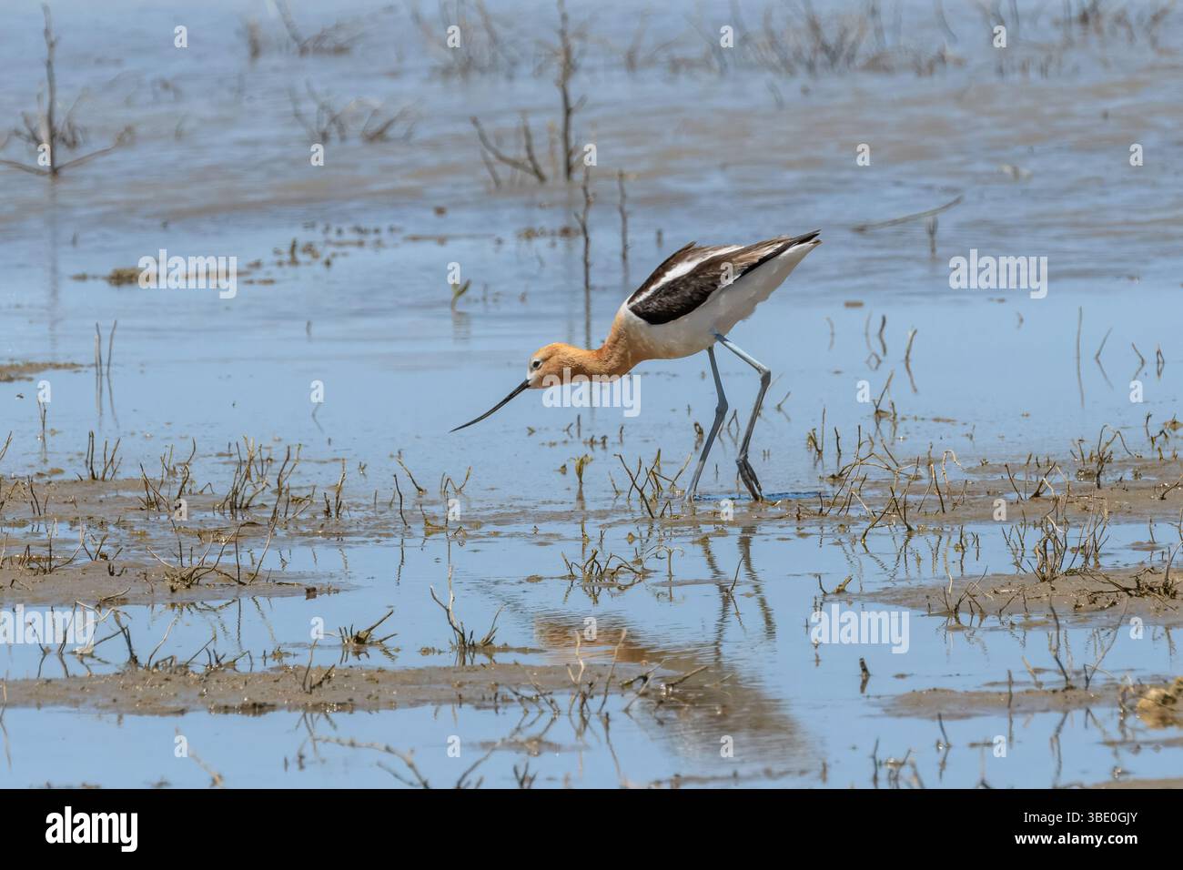 Un avocet americano (Recurvirostra americana) nella riproduzione di wamage attraverso l'acqua. Foto Stock